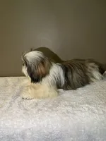 Ted, a male Shih Tzu for sale in Eastvale, CA – Photo 2 of 3