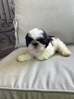 Max, a male Shih Tzu for sale in Mira Loma, CA – 3 of 3