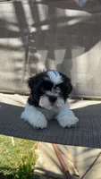 Spike, a female Shih Tzu for sale in Mira Loma, CA – 2 of 4