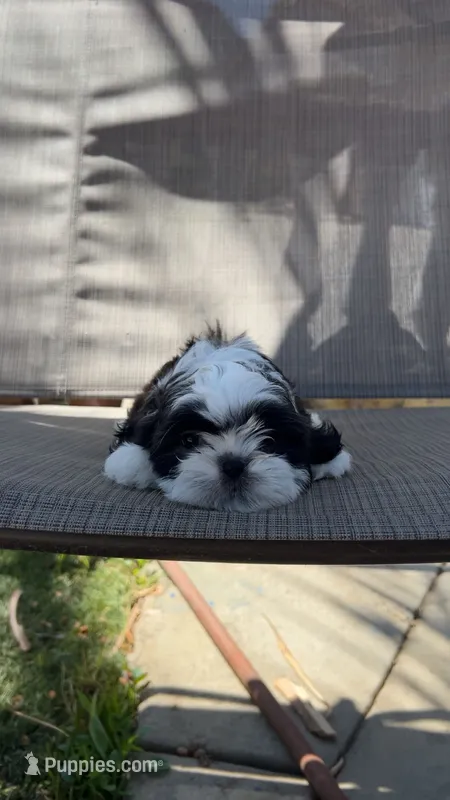 Luna  – Shih Tzu puppy for sale in Mira Loma, CA