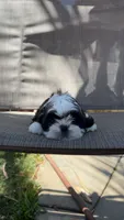 Luna , a female Shih Tzu for sale in Mira Loma, CA – 1 of 4