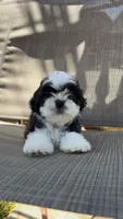 Luna , a female Shih Tzu for sale in Mira Loma, CA – 3 of 4