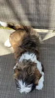 Twilight , a female Shih Tzu for sale in Mira Loma, CA – 3 of 3