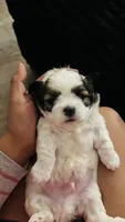 Adorable Tricolor Male puppy  , a male Shih Tzu for sale in ,  – 3 of 4