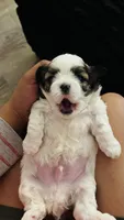 Adorable Tricolor Male puppy  , a male Shih Tzu for sale in ,  – 2 of 4