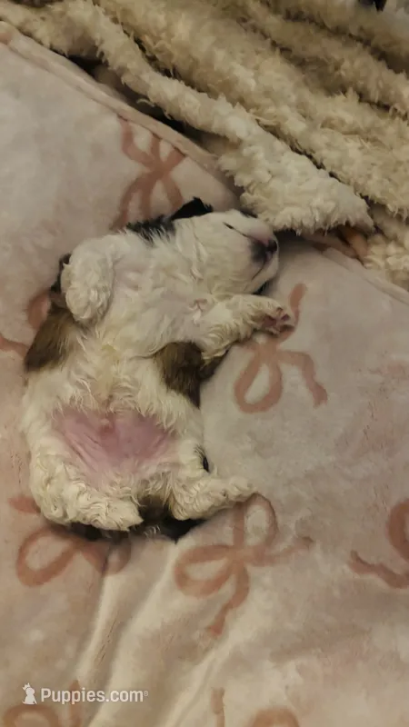 Adorable Tricolor Male puppy   – Shih Tzu puppy for sale in 