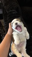 Adorable Tricolor Male puppy  , a male Shih Tzu for sale in ,  – 4 of 4