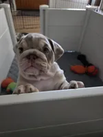 Tator Tot, a female English Bulldog for sale in Sacramento, CA – 2 of 9