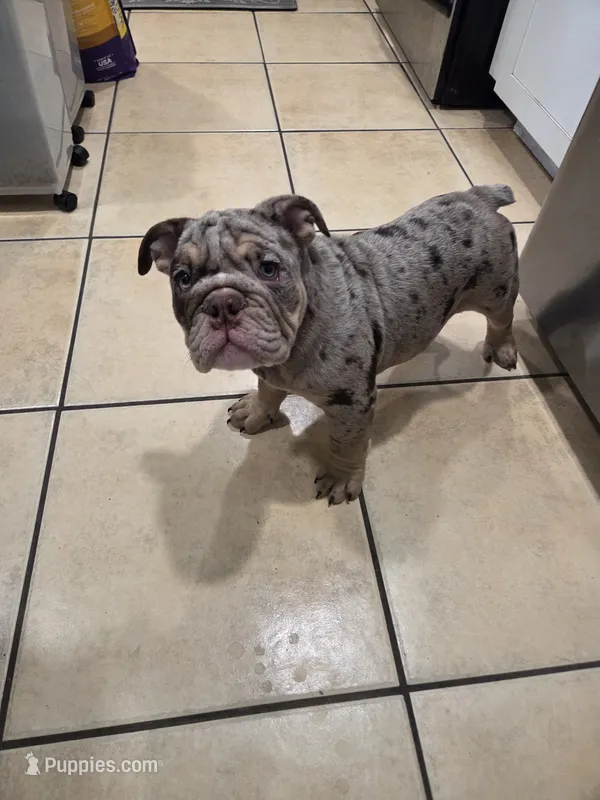 Tobina – English Bulldog puppy for sale in Sacramento, CA