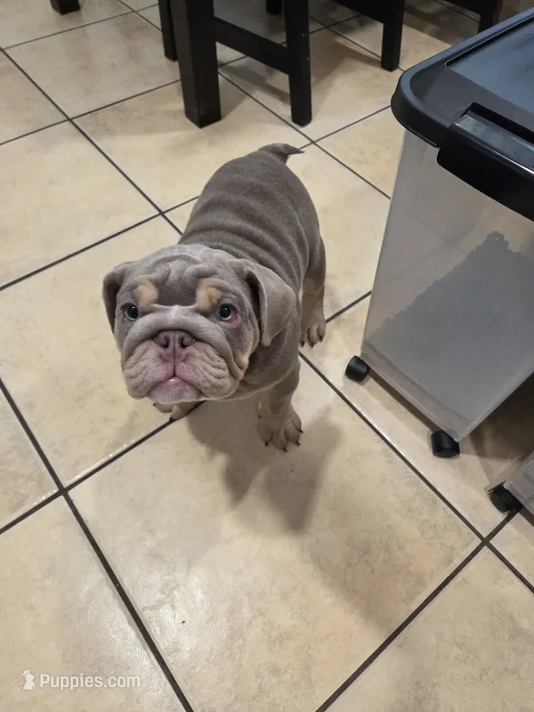 Tiny – English Bulldog puppy for sale in Sacramento, CA