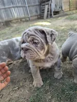 Tobina, a female English Bulldog for sale in Sacramento, CA – 8 of 10