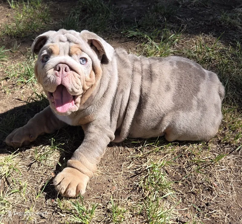 Turbo – English Bulldog puppy for sale in Sacramento, CA