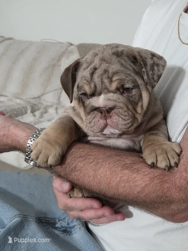 Tobina – English Bulldog puppy for sale in Sacramento, CA