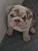 Tator Tot, a female English Bulldog for sale in Sacramento, CA – 7 of 9