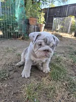 Tator Tot, a female English Bulldog for sale in Sacramento, CA – 6 of 9