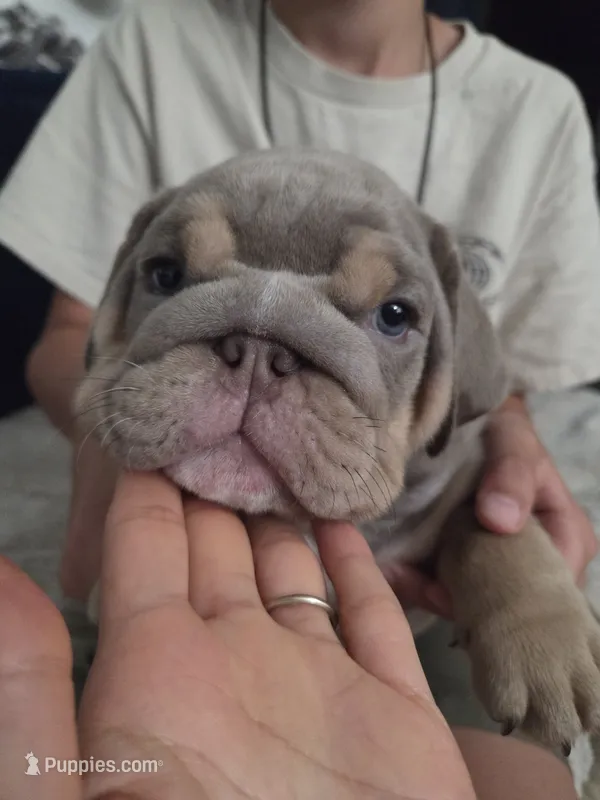 Tiny – English Bulldog puppy for sale in Sacramento, CA