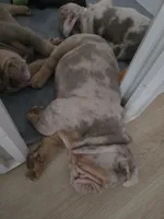 Turbo, a male English Bulldog for sale in Sacramento, CA – 6 of 10