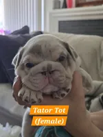 Tator Tot, a female English Bulldog for sale in Sacramento, CA – 9 of 9