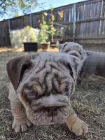 Tobina, a female English Bulldog for sale in Sacramento, CA – 4 of 10
