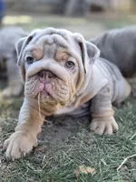 Turbo, a male English Bulldog for sale in Sacramento, CA – 3 of 10