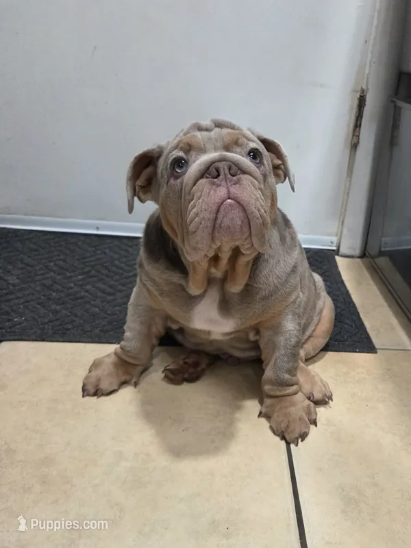 Turbo – English Bulldog puppy for sale in Sacramento, CA