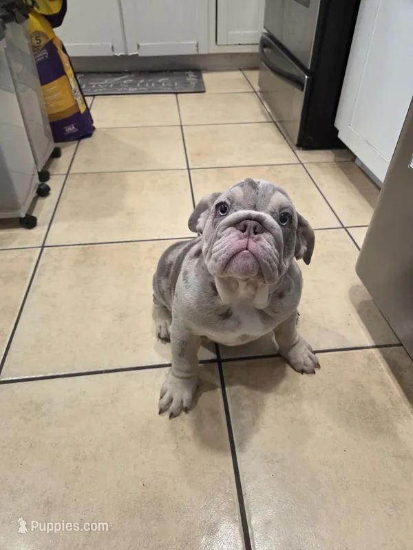 Tator Tot – English Bulldog puppy for sale in Sacramento, CA