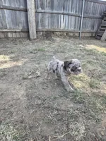 Tobina, a female English Bulldog for sale in Sacramento, CA – 5 of 10