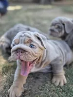 Turbo, a male English Bulldog for sale in Sacramento, CA – 5 of 10