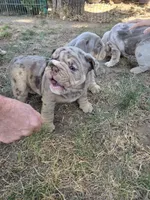 Tobina, a female English Bulldog for sale in Sacramento, CA – 7 of 10