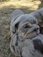 Tiny, a male English Bulldog for sale in Sacramento, CA – 4 of 8
