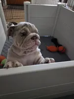 Tator Tot, a female English Bulldog for sale in Sacramento, CA – 4 of 9