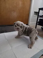 Tator Tot, a female English Bulldog for sale in Sacramento, CA – 3 of 9