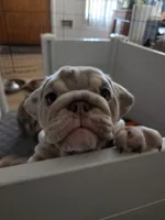 Tator Tot, a female English Bulldog for sale in Sacramento, CA – 8 of 9