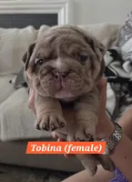 Tobina, a female English Bulldog for sale in Sacramento, CA – 10 of 10