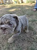 Tobina, a female English Bulldog for sale in Sacramento, CA – 3 of 10