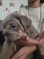 Tiny, a male English Bulldog for sale in Sacramento, CA – 3 of 8