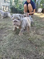 Turbo, a male English Bulldog for sale in Sacramento, CA – 2 of 10