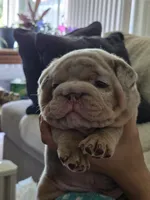 Turbo, a male English Bulldog for sale in Sacramento, CA – 9 of 10