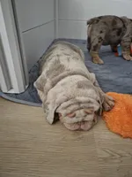 Turbo, a male English Bulldog for sale in Sacramento, CA – 8 of 10