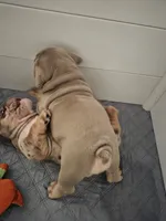 Tiny, a male English Bulldog for sale in Sacramento, CA – 7 of 8