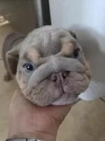 Tiny, a male English Bulldog for sale in Sacramento, CA – 2 of 8