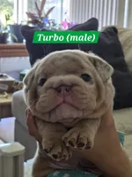 Turbo, a male English Bulldog for sale in Sacramento, CA – 10 of 10