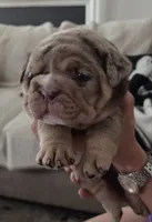 Tobina, a female English Bulldog for sale in Sacramento, CA – 9 of 10