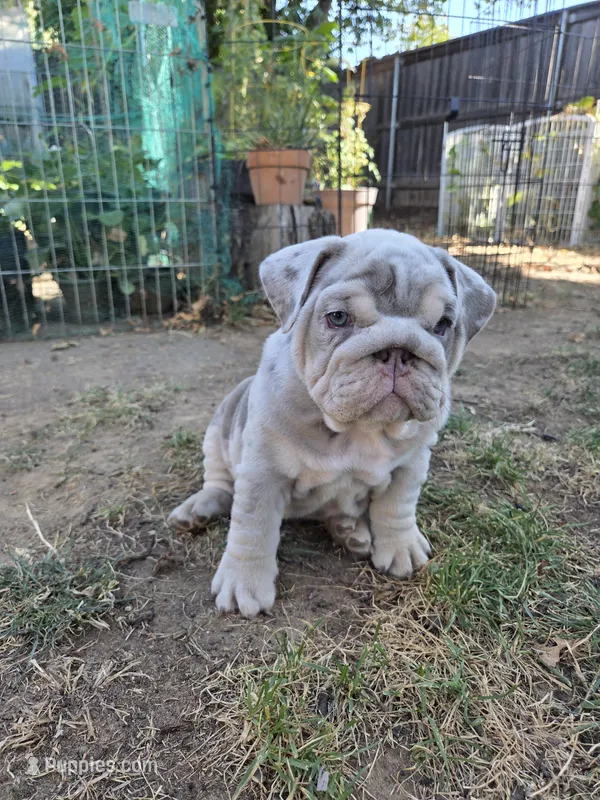 Tator Tot – English Bulldog puppy for sale in Sacramento, CA