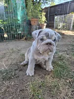 Tator Tot, a female English Bulldog for sale in Sacramento, CA – 1 of 9