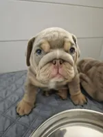 Tiny, a male English Bulldog for sale in Sacramento, CA – 5 of 8