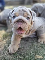 Turbo, a male English Bulldog for sale in Sacramento, CA – 4 of 10