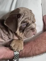 Tobina, a female English Bulldog for sale in Sacramento, CA – 2 of 10