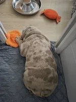 Turbo, a male English Bulldog for sale in Sacramento, CA – 7 of 10