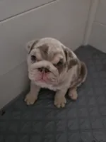 Tator Tot, a female English Bulldog for sale in Sacramento, CA – 5 of 9